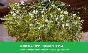 Омела при эпилепсии